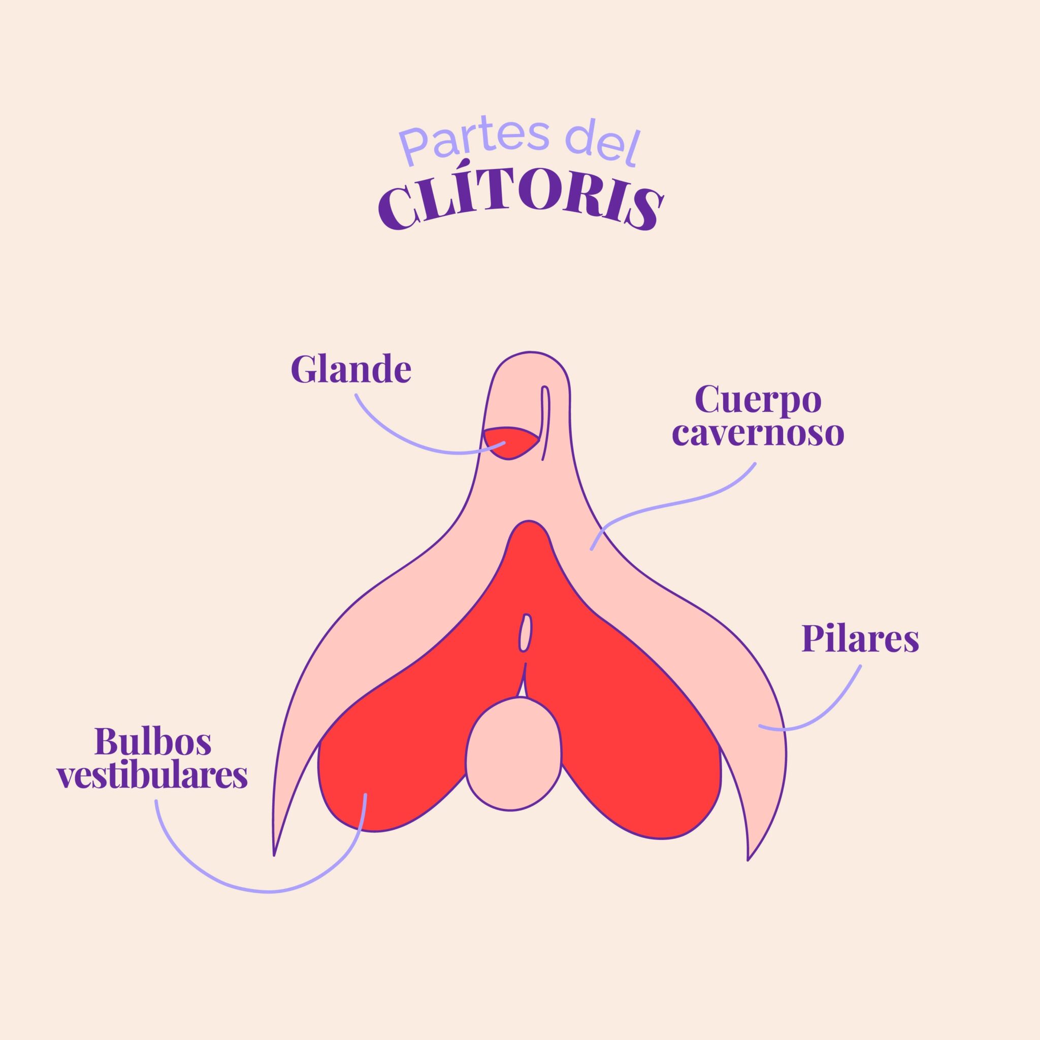 Dónde está el clítoris Guía nivel EXPERTO en clítoris