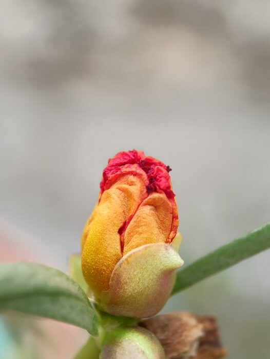 vulva tulipán