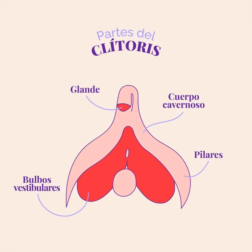 partes clitoris