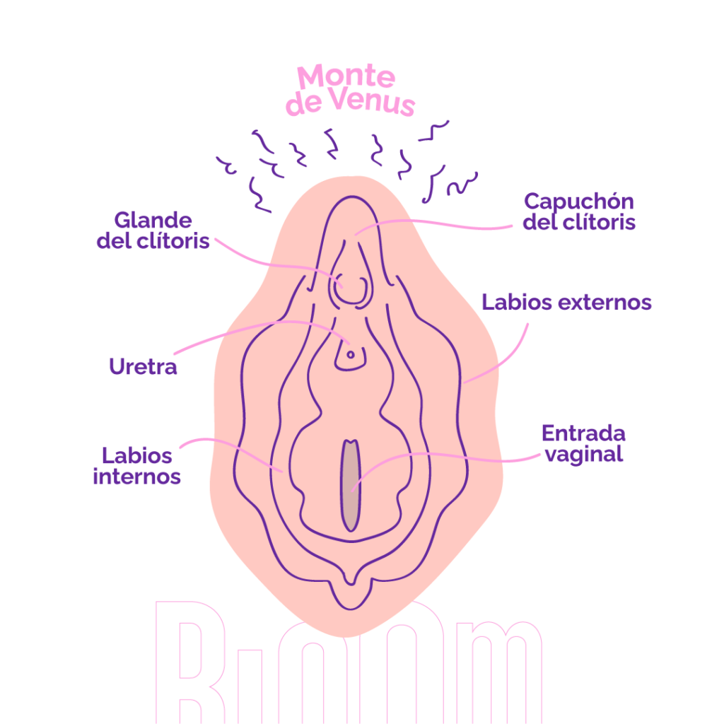 vulvas normales
